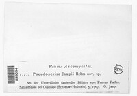 Pseudopeziza jaapii image